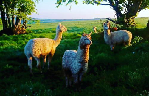 Secluded Converted Horsebox Retreat in Welcombe - Foto 21