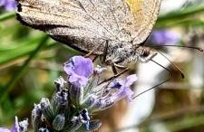 Kuća za odmor Leptirić - Foto 32