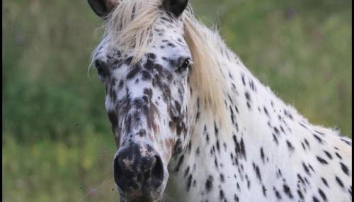 Evadez-vous à la ferme ! - Foto 4