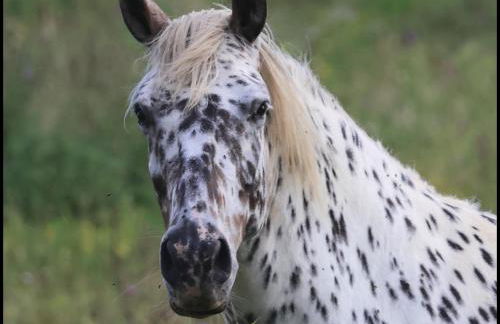 Evadez-vous à la ferme ! - Foto 4