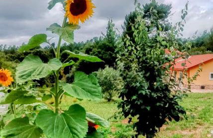 Casa Virginia - Foto 38