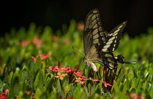 Antunes vila maragogi - Foto 49