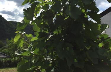 Ferienwohnungen Fuhrmann-Burg - Foto 69