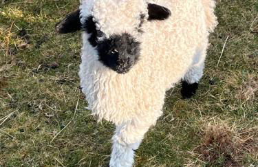 POSTBOX CROFT With A Sea View - Foto 41