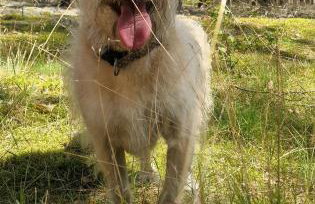 "Jabłonie i grusze" Nice home in a big garden with sauna and wifi - Foto 37