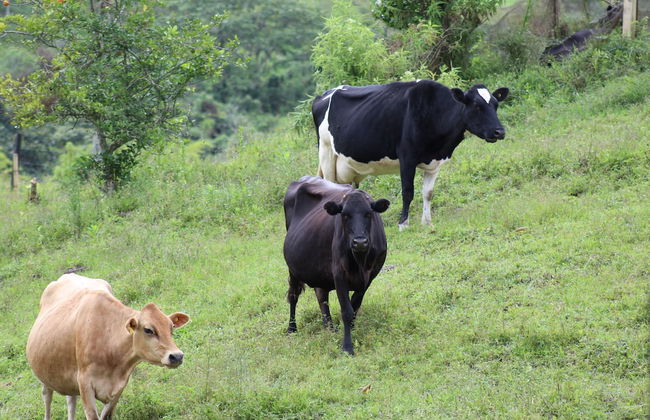 Rancho Ventura - Foto 53