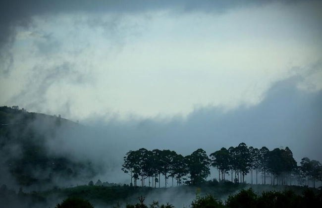 The Pear County - Foto 31