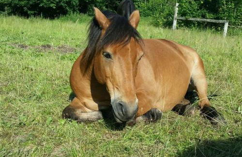 Apartment Wohnung in Dreveskirchen mit Kleinem Garten by Interhome - Foto 19