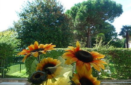 Il girasole - Foto 22