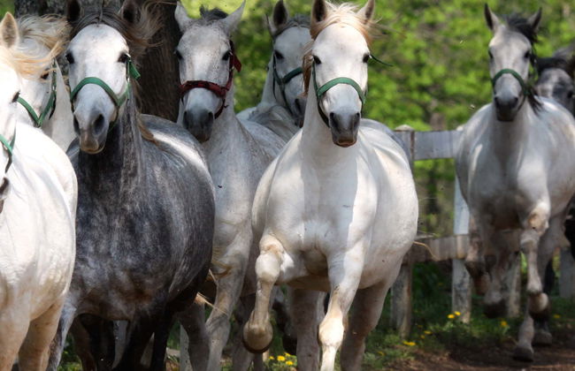 Lipica & Skocjan Caves Day Trip - Photo 1