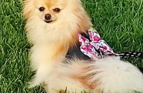 Studio ARIS, a breath away from Athens! - Foto 20