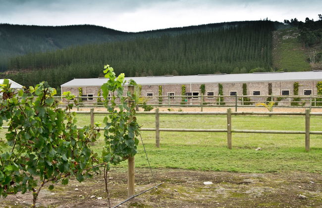 Kay and Monty Vineyard View - Photo 28