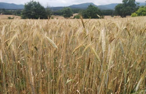 Masoveria de Cal Sastre - Foto 39