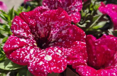 Antico Fienile Agritur - Photo 59