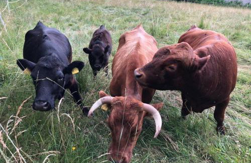 Apartment Tälerblick 2 by Interhome - Foto 12