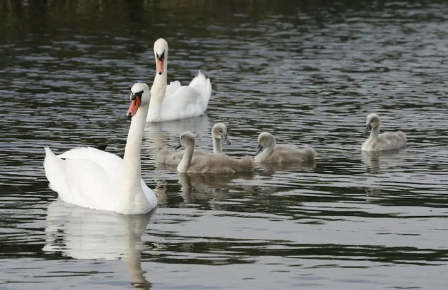 Appartementpark Seeblick - Photo 35