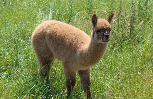 Ferienwohnung auf dem Alpaka-Hof - Foto 9