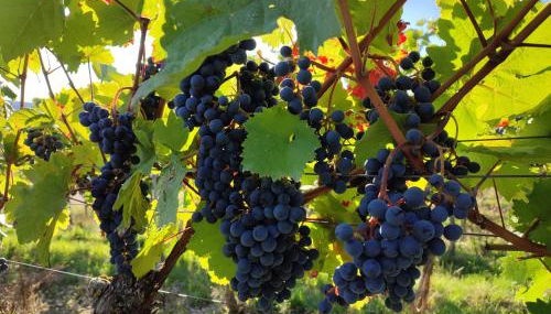 Ferienwohnung Neubert im Taubertal - Foto 2