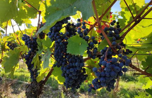 Ferienwohnung Neubert im Taubertal - Photo 2