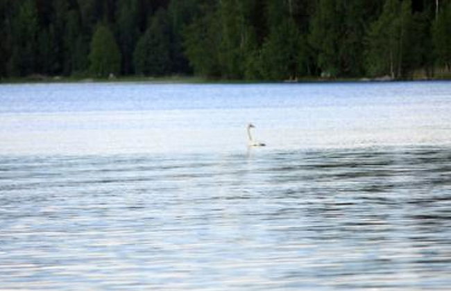 Pihlajatupa - Foto 17