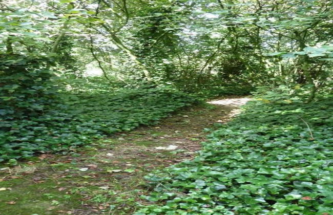 Chalet in Breebos Near Antwerpse Noorderkempen - Foto 37