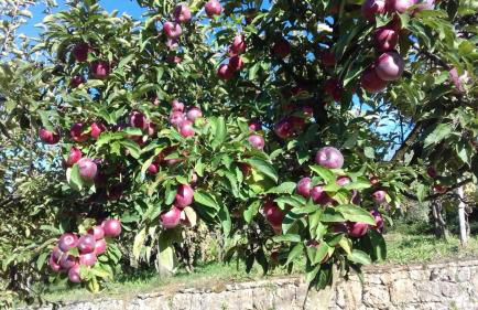 Agriturismo Terra Verde - Foto 6