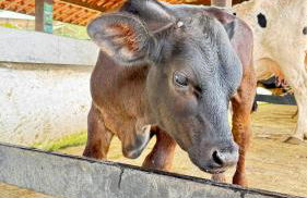 Flat Hotel Fazenda Monte Castelo Gravatá Bezerros - Foto 62