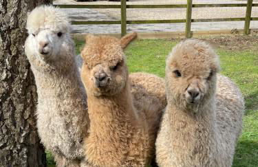 The Ox House - Foto 8