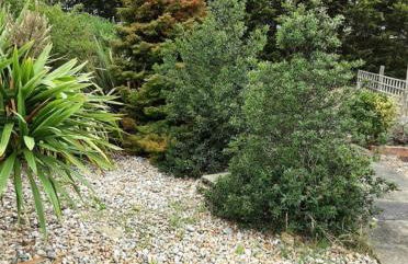 Sea Shells - Foto 17