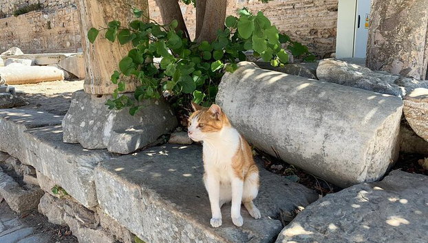 "Izmir nach Ephesus : Private Highlights Tour mit Fast-Track-Einstieg" - Foto 5, Schönheit von Ephesus