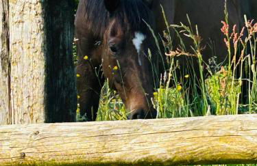 Les Maisons de Marie - Foto 63