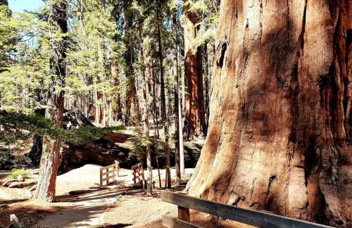 Redwood Retreat, Mountains, Adventure and Nature - Foto 35