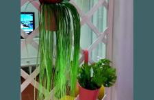 Casa da Corte - Foto 6