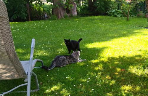 Ferien am Hegensteinbach - Foto 12