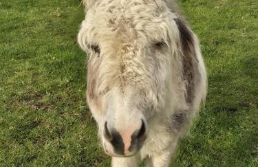 Luddie's Country Cottages - Poppy Cottage - Foto 19