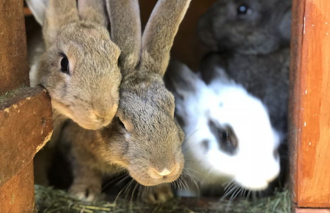 Cottage in Dlugosiodlo Near Forest Edge - Photo 27