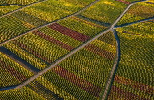 Ferienweingut Gansen Hochgenuss 2 - Foto 17