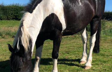 Hillcrest Cottage - Foto 51