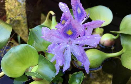 Authentic Mongolian Yurt for a Serene Healing Retreat in Saratoga Springs, New York - Foto 21