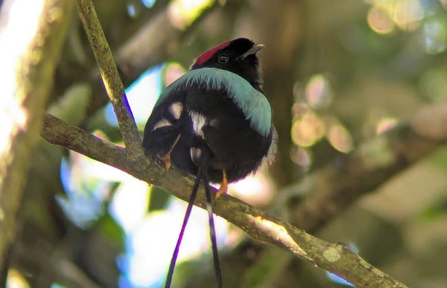 Campos de Oro Wilderness Lodge - Foto 20