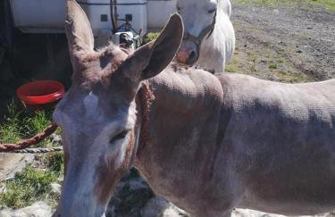 Stybeck Farm - Foto 28