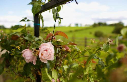 Tate's Meadow - Foto 24