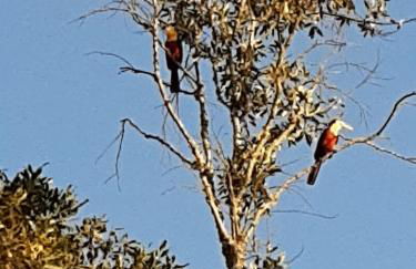 Biju's Little Farm - Foto 38