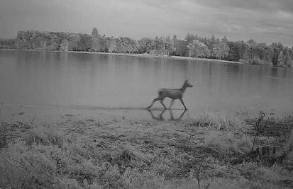 Grand gîte "Le gardien du château de Brocéliande", vue unique sur l'étang du Pas du Houx - Foto 23