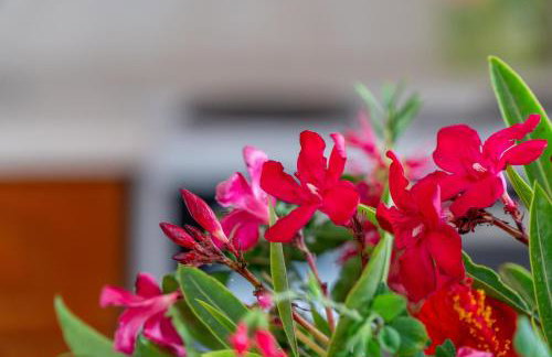 Anna Studio and Maisonettes - Foto 76