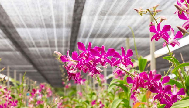 Orchids Half Day Tour - Foto 5