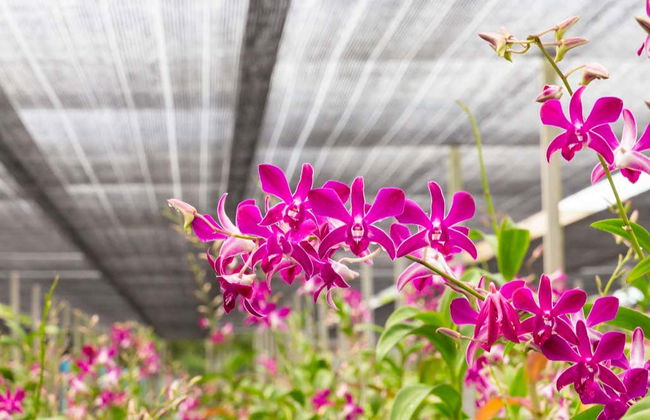 Orchids Half Day Tour - Foto 5