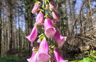 Schöne und ruhige Ferienwohnung in Ottendorf - Foto 22