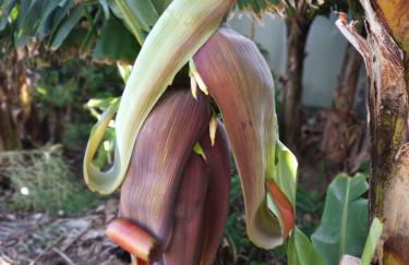 Lazy Lizard by the Ocean - Foto 38