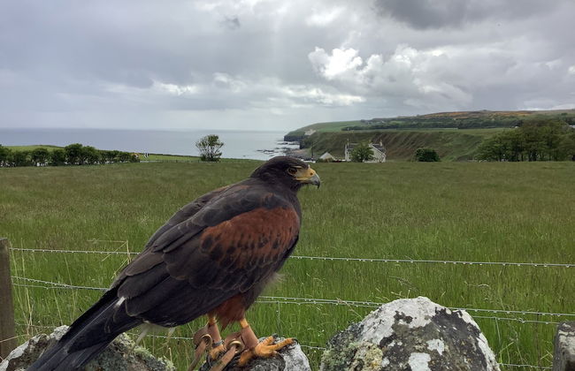 Bespoke Hand Built Shepherds Hut in Dunbeath - Foto 21
